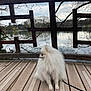 animal, calm, cloudy_sky, dog, fence, fluffy, lake, leafless_trees, leash, nature, outdoor, park, pet, pomeranian, scenic, sitting, trees, water, white_dog, wooden_deck
