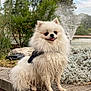 Milo a rejoint le concours — aidez-le/la à gagner de superbes lots ! animal, cute, daylight, dog, fluffy, garden, greenery, happy, nature, outdoor, pet, plants, pomeranian, sitting, small_dog, smiling, stone_ledge, tongue_out, water_fountain, wet_fur