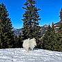 Milo a rejoint le concours — aidez-le/la à gagner de superbes lots ! animal, blue_sky, canine, cold, daylight, dog, evergreen_trees, fluffy, landscape, mountains, nature, outdoor, pet, pine_trees, scenic, snow, snowy_ground, standing, white_dog, winter