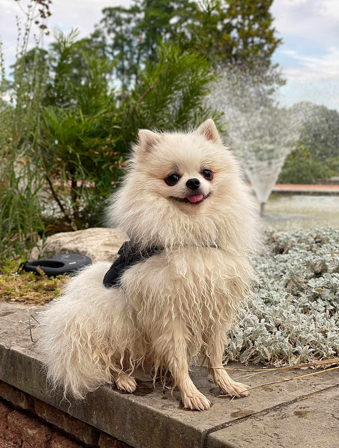 Milo a rejoint le concours — aidez-le/la à gagner de superbes lots ! animal, canine, curly_fur, dog, fluffy, fur, garden, greenery, happy, leash, nature, outdoor, pet, pomeranian, sitting, small_dog, stone_ledge, tongue_out, water_fountain, white