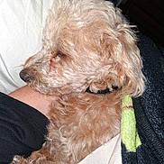 Lucky joined the competition — help win amazing prizes! dog, sleeping, curly_fur, pet, cozy, blanket, resting, close_up, indoor, animal, fur, paw, collar, human_arm, comfort, cute, snuggle, domestic_animal, relaxation, companion