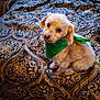 Lucky is registered to the contest to win money with this photo: dog, pet, bandana, bed, blanket, patterned, indoor, cute, fur, animal, small_dog, brown, sitting, looking_up, cozy, home, companion, domestic_animal, adorable, portrait