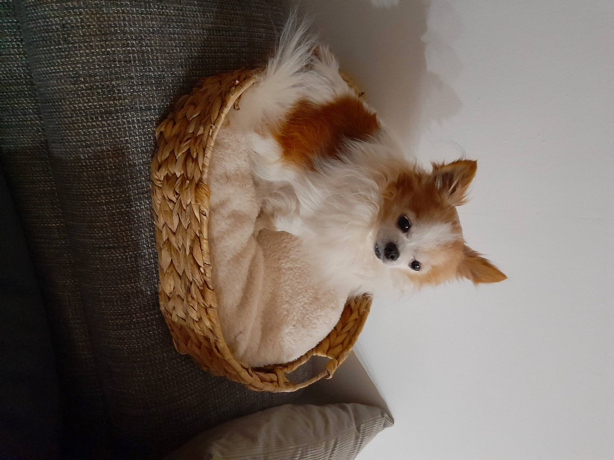 Kim participe au concours pour gagner de l'argent avec cette photo : ball, canidae, carnivore, companion_dog, corgi_chihuahua, dog_breed, ear, fashion_accessory, fawn, feather, felidae, fur, jewellery, small_to_medium_sized_cats, snout, tail, toy, whiskers, wood, working_animal
