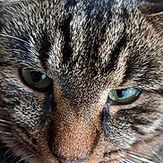 Pumba participe au concours pour gagner de l'argent avec cette photo : cat, tabby, close_up, face, fur, whiskers, green_eyes, pet, animal, mammal, cute, domestic, portrait, feline, nose, texture, macro, nature, eyes, whisker
