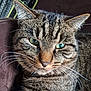 Pumba participe au concours pour gagner de l'argent avec cette photo : cat, tabby, close_up, green_eyes, whiskers, fur, pet, animal, relaxed, indoor, brown, face, ears, cute, portrait, feline, resting, domestic_cat, soft, mammal