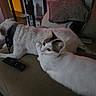 dog, cat, couch, remote_control, bandana, indoor, pet, white_cat, brown_patches, resting, paw, relaxing, furniture, living_room, animal_companions, domestic, cozy, sleepy, friendship, shadow