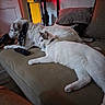 dog, cat, couch, remote_control, pillow, indoor, pet, animal, relaxing, furniture, living_room, white_dog, white_cat, floor, wooden_floor, bandana, domestic_animal, closeup, companion, resting