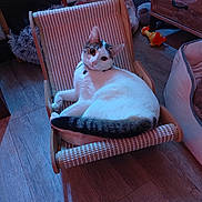 Nala a rejoint le concours — aidez-le/la à gagner de superbes lots ! cat, chair, pet_bed, toy, wooden_floor, indoor, furniture, relaxed, white_cat, gray_cat, curious, cozy, small_chair, domestic, animal, pet, resting, home, floor, collar
