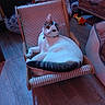 cat, chair, pet_bed, toy, wooden_floor, indoor, furniture, relaxed, white_cat, gray_cat, curious, cozy, small_chair, domestic, animal, pet, resting, home, floor, collar