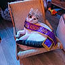 Nala participe au concours pour gagner de l'argent avec cette photo : animal, award, cat, chair, cozy, crown, cute, decor, feline, floor, indoor, kingpet, pet_toy, portrait, purple, relaxed, resting, sash, white_cat, wooden_floor
