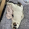cat, sleeping, fluffy_blanket, pink_cloth, indoor, relaxed, white_cat, tabby_markings, cozy, resting, feline, soft_texture, nap_time, comfortable, fur, pet, domestic_cat, home, quiet, peaceful