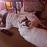 affection, animal, bandana, cat, couch, cozy, cushion, dog, fur, home, indoor, lens_flare, living_room, pet, relaxing, remote_control, resting, sunlight, white_cat, white_dog