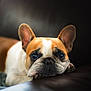 Thalie a rejoint le concours — aidez-le/la à gagner de superbes lots ! french_bulldog, dog, pet, close_up, resting, brown_and_white, ears, face, snout, indoor, couch, domestic_animal, animal, mammal, portrait, cute, companion, relaxing, laying_down, fur