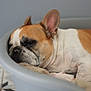 dog, french_bulldog, sleeping, pet_bed, indoor, resting, brown_and_white, close_up, ears, snout, floor, tile_floor, cozy, calm, relaxed, animal, canine, nap, domestic_animal, bed