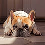 Thalie participe au concours pour gagner de l'argent avec cette photo : dog, french_bulldog, pet, animal, indoor, floor, tile_floor, laying_down, ears, wrinkles, brown_and_white, close_up, sunlight, shadow, cute, relaxed, portrait, canine, domestic_animal, resting