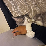 Yoda joined the competition — help win amazing prizes! animal, cat, closeup, comfort, cozy, curtain, fabric, furry, gray_cat, hand, hugging, human_hand, indoor, paw, pet, relaxation, resting, sleeping, snuggle, white_paws