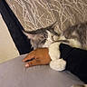 cat, sleeping, hand, hugging, cozy, indoor, furry, resting, pet, animal, gray_cat, white_paws, curtain, fabric, comfort, relaxation, closeup, paw, human_hand, snuggle