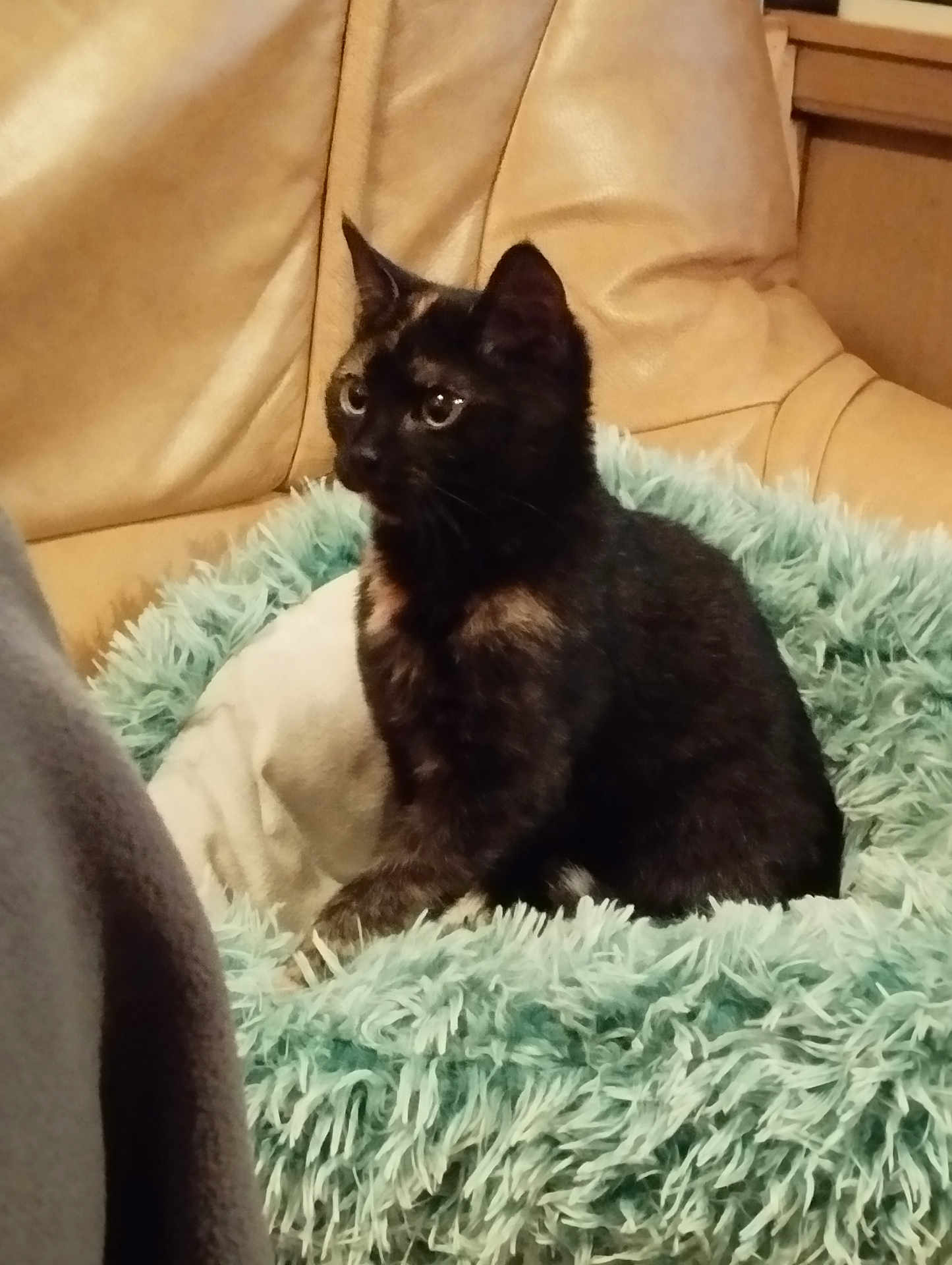 Arya participe au concours pour gagner de l'argent avec cette photo : cat, tortoiseshell, pet, feline, animal, indoor, bed, fluffy, teal, beige, chair, leather, cozy, sitting, curious, looking, domestic, furniture, cute, companion