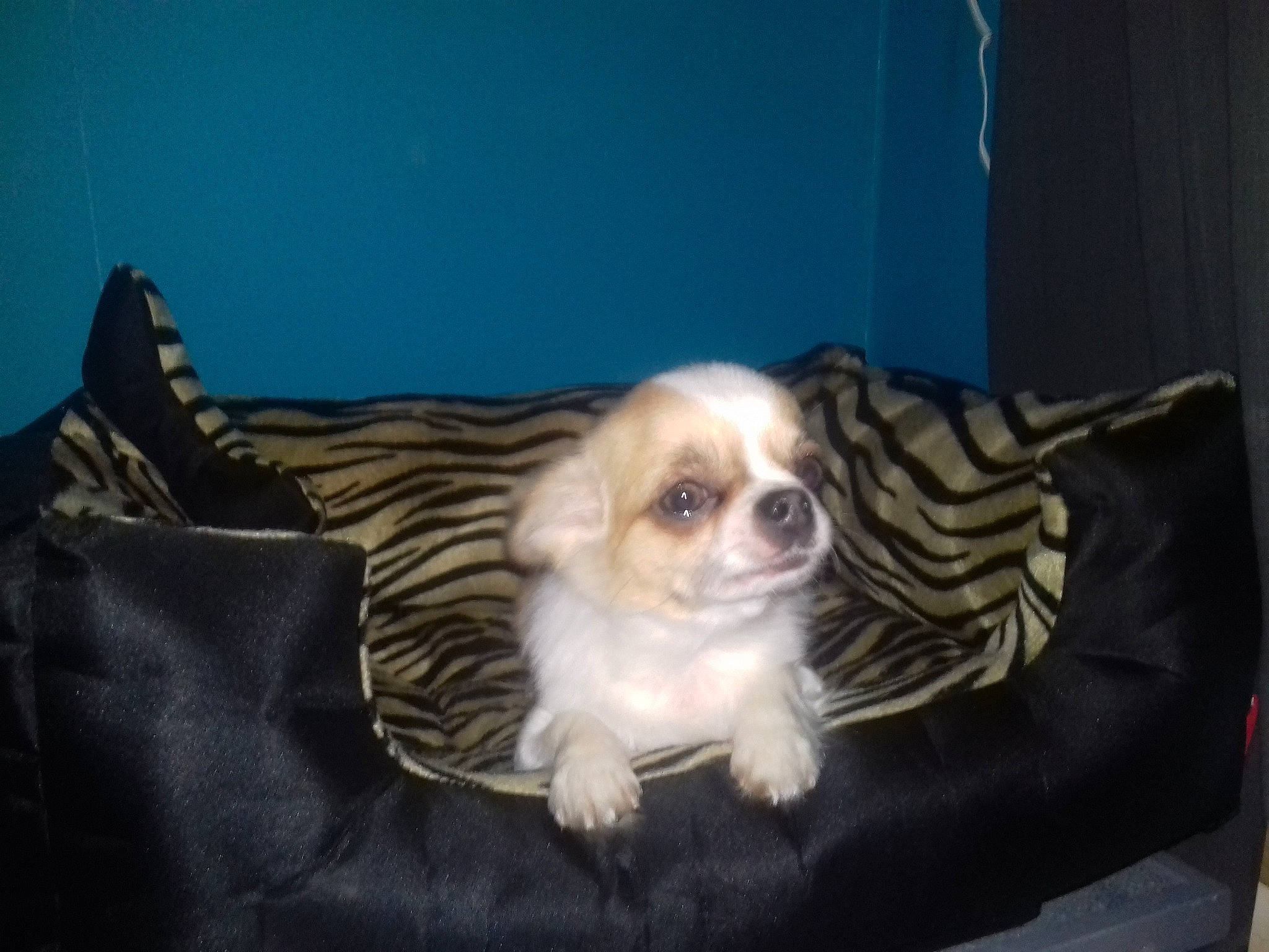 Sierra participe au concours pour gagner de l'argent avec cette photo : canidae, carnivore, chihuahua, companion_dog, dog, dog_breed, fawn, fur, mammal, puppy, snout, toy_dog, vertebrate, whiskers