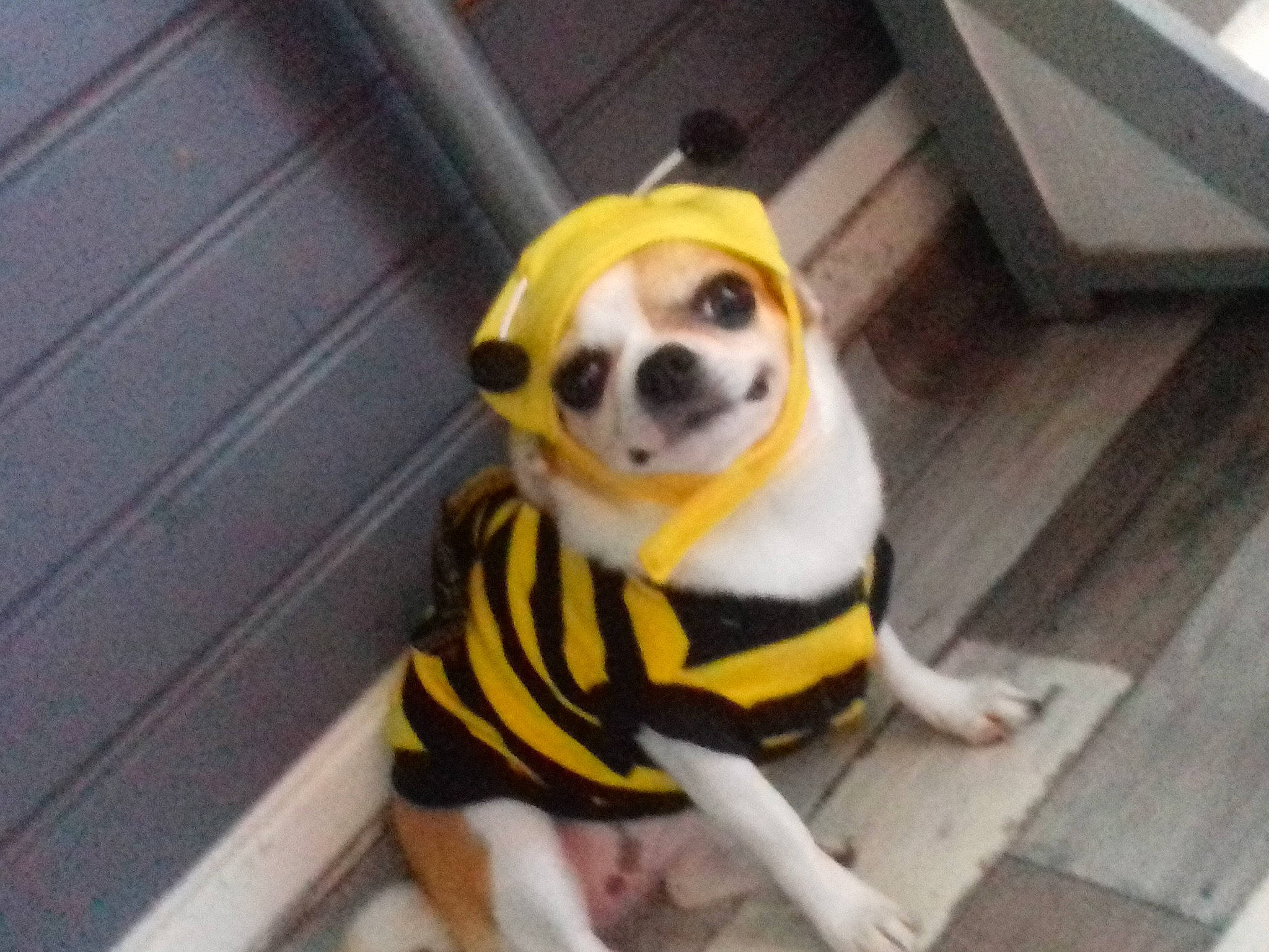 Elvira participe au concours pour gagner de l'argent avec cette photo : boston_terrier, canidae, carnivore, companion_dog, dog, dog_breed, dog_clothes, fawn, non_sporting_group, outerwear, paw, pug, puppy, snout, sporting_group, toy_dog, yellow