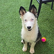 Artemis a rejoint le concours — aidez-le/la à gagner de superbes lots ! puppy, dog, blue_eyes, black_and_white, sitting, grass, artificial_turf, ball, chair, fence, outdoor, pet, cute, young_dog, playful, canine, looking_up, fur, ears, nose