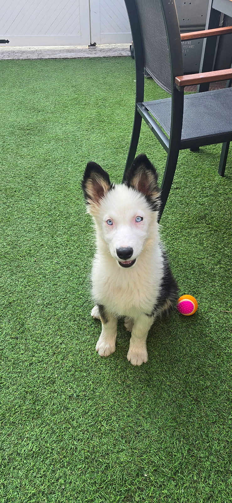 Artemis