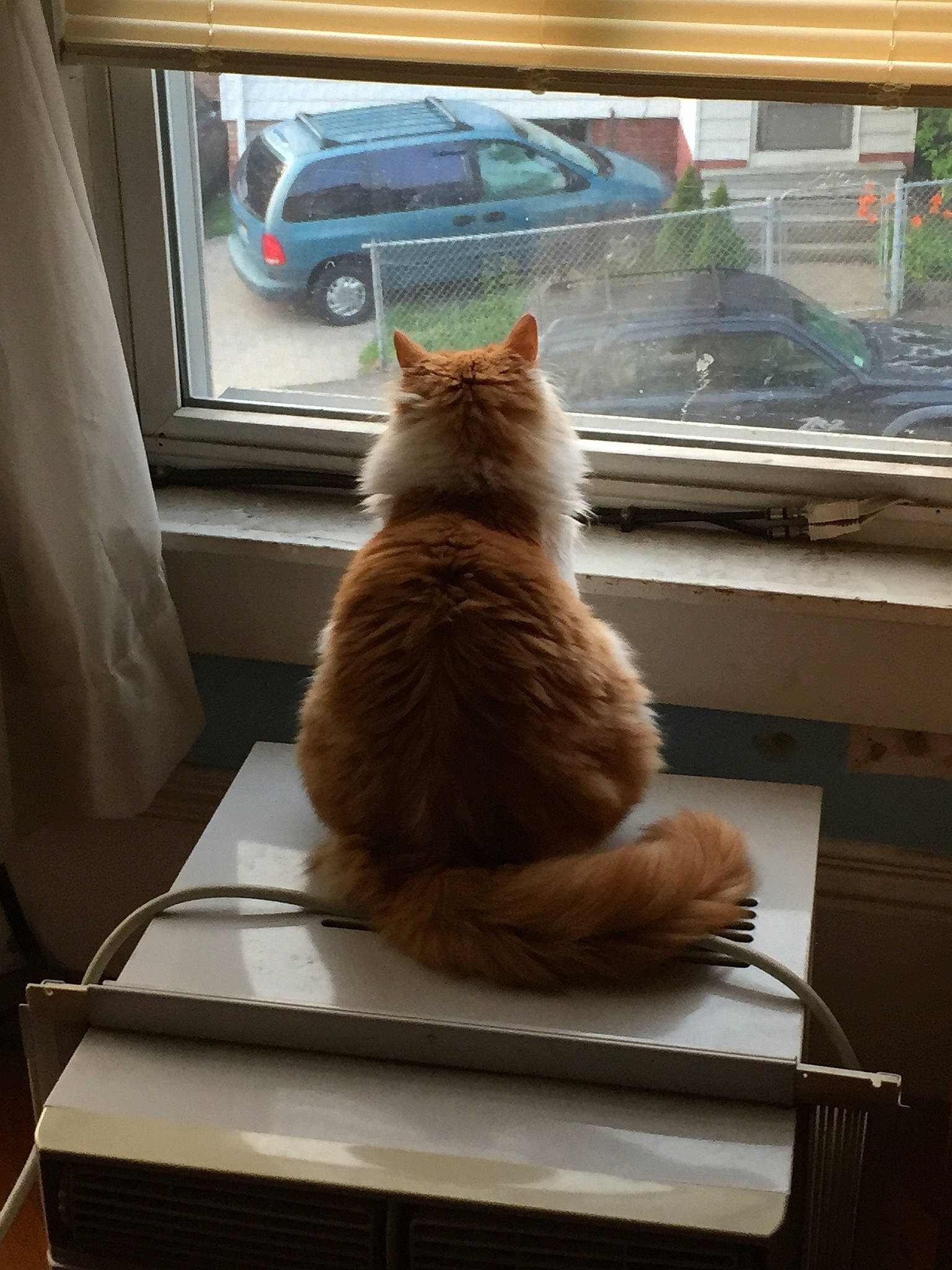 Buggsy is registered to the contest to win money with this photo: carnivore, cat, comfort, curtain, domestic_short_haired_cat, fawn, felidae, fur, glass, house, room, sitting, small_to_medium_sized_cats, tail, tire, vehicle, wheel, whiskers, window, wood