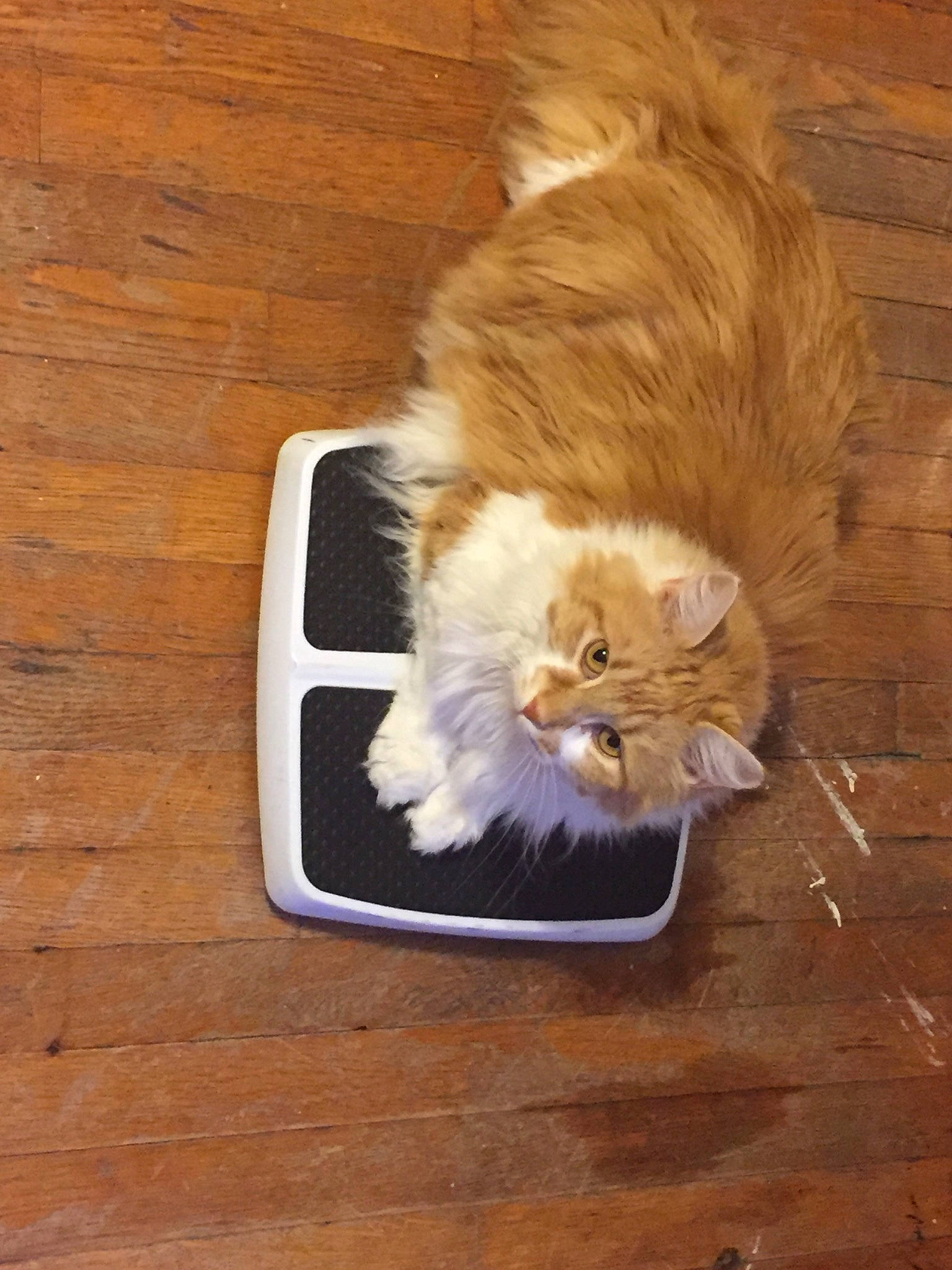 Buggsy is registered to the contest to win money with this photo: canidae, carnivore, cat, companion_dog, dog_breed, fawn, felidae, flooring, fur, hardwood, laminate_flooring, mammal, paw, small_to_medium_sized_cats, snout, tail, vertebrate, whiskers, wood, wood_stain