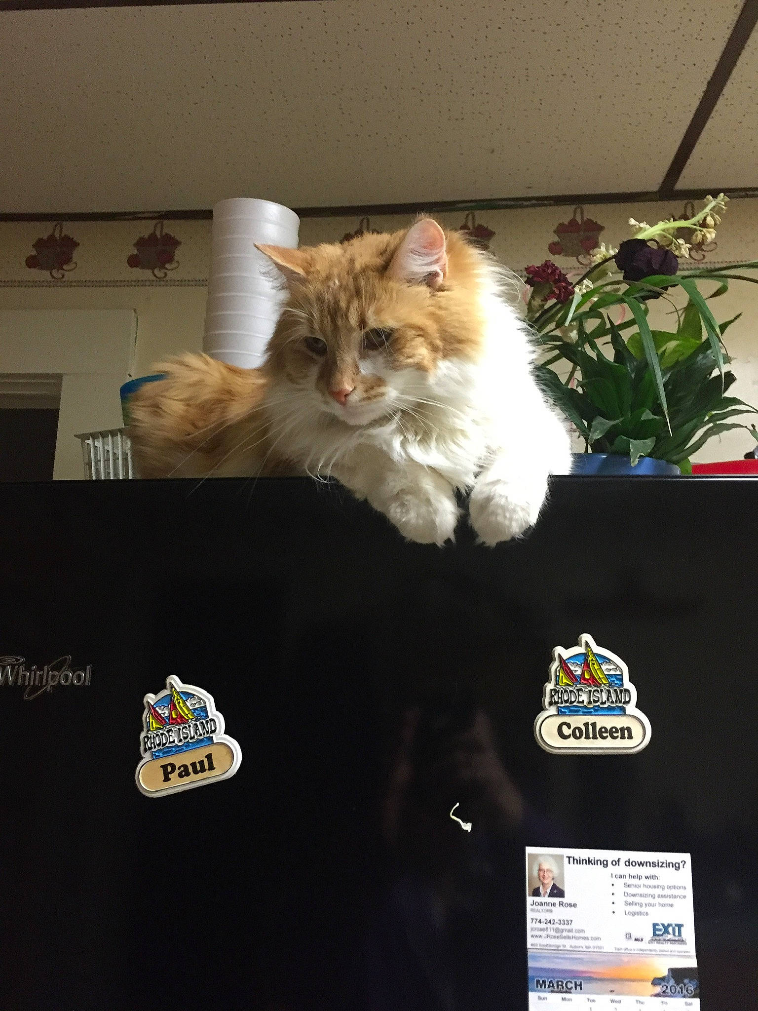 Buggsy joined the competition — help win amazing prizes! box, cardboard, carnivore, cat, event, felidae, flower, flowerpot, fur, houseplant, logo, motor_vehicle, plant, room, small_to_medium_sized_cats, tree, whiskers