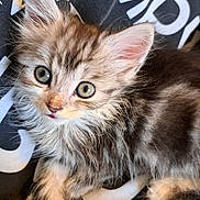 Elvis is registered to the contest to win money with this photo: kitten, cat, fluffy, fur, pet, animal, cute, closeup, eyes, whiskers, paws, resting, indoor, young, mammal, tabby, soft, portrait, looking, curious