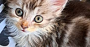 Elvis is registered to the contest to win money with this photo: animal, cat, closeup, curious, cute, eyes, fluffy, fur, indoor, kitten, looking, mammal, paws, pet, portrait, resting, soft, tabby, whiskers, young