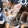 kitten, cat, fluffy, fur, pet, animal, cute, closeup, eyes, whiskers, paws, resting, indoor, young, mammal, tabby, soft, portrait, looking, curious