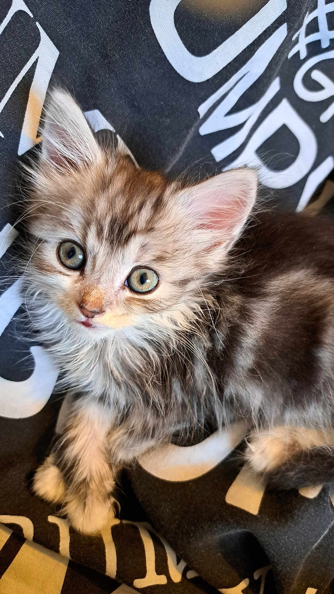 Elvis