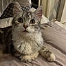 cat, kitten, silver_tabby, fluffy, longhair, pet, animal, sitting, bed, bedroom, indoors, portrait, closeup, whiskers, ears, golden_eyes, striped_fur, white_paws, soft_lighting, cute