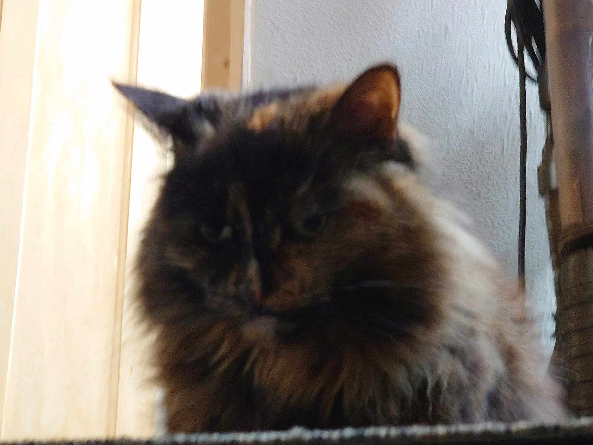Pooper joined the competition — help win amazing prizes! cat, furry, indoor, pet, animal, closeup, wood, door, wall, fluffy, brown, black, orange, tabby, domestic, feline, house, cozy, portrait, blurry