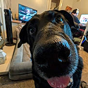 Kaia is registered to the contest to win money with this photo: dog, black_dog, close_up, tongue_out, living_room, carpet, person, television, desk, computer, chair, pet, indoor, happy, canine, fur, snout, home, couch, playful