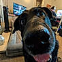 dog, black_dog, close_up, tongue_out, living_room, carpet, person, television, desk, computer, chair, pet, indoor, happy, canine, fur, snout, home, couch, playful