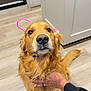 golden_retriever, dog, pet, canine, animal, indoors, floor, hand, pipe_cleaner, ears, pink, fur, looking_up, domestic, companion, mammal, cute, friendly, curious, kitchen