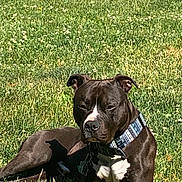 Nas is registered to the contest to win money with this photo: dog, black_dog, white_chest, collar, tags, grass, outdoor, sunlight, pet, canine, animal, relaxed, lying_down, nature, summer, field, daytime, muzzle, ears, closeup