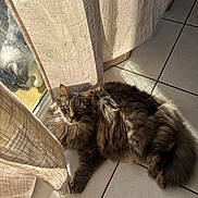 Milla participe au concours pour gagner de l'argent avec cette photo : cat, fluffy, gray, green_eyes, curtain, reflection, sunlight, tiled_floor, indoor, relaxed, pet, animal, feline, window, shadow, cozy, resting, domestic, cute, soft