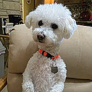 Theo joined the competition — help win amazing prizes! dog, white_dog, curly_fur, pet, indoor, armchair, collar, tag, orange_collar, cute, small_dog, fluffy, looking_away, household, kitchen, cozy, furniture, domestic, animal, companion