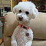 dog, white_dog, curly_fur, pet, indoor, armchair, collar, tag, orange_collar, cute, small_dog, fluffy, looking_away, household, kitchen, cozy, furniture, domestic, animal, companion