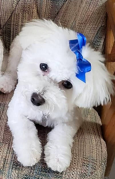 Theo is registered to the contest to win money with this photo: canidae, carnivore, companion_dog, dog, dog_breed, dog_supply, fur, labradoodle, maltepoo, non_sporting_group, poodle, poodle_crossbreed, shih_poo, small_terrier, snout, sporting_group, terrier, toy_dog, water_dog, working_animal