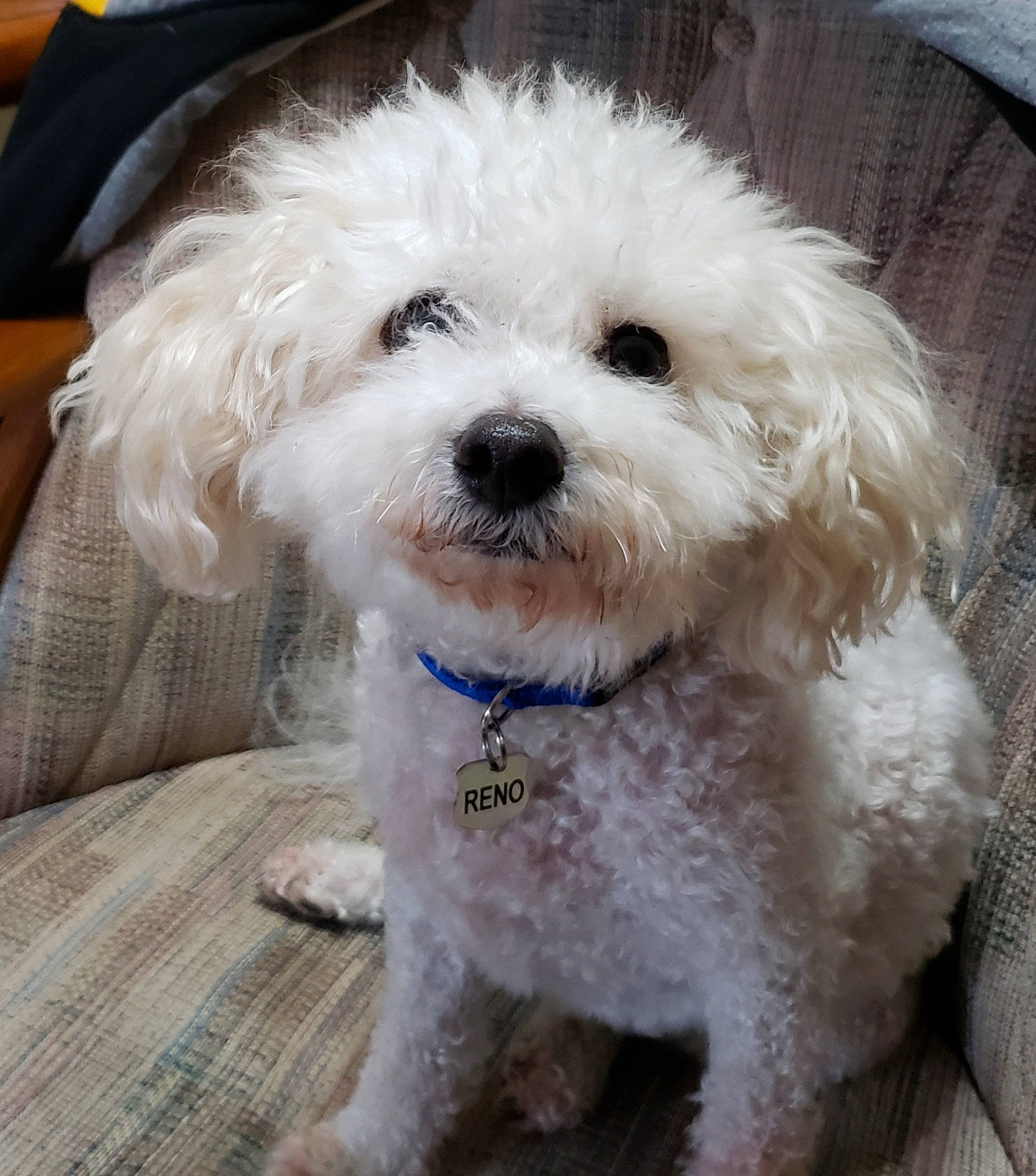 Vegas And Reno is registered to the contest to win money with this photo: canidae, carnivore, collar, companion_dog, dog, dog_breed, dog_collar, fur, labradoodle, maltepoo, non_sporting_group, poodle, puppy_love, shih_poo, snout, sporting_group, terrier, toy_dog, water_dog, working_animal