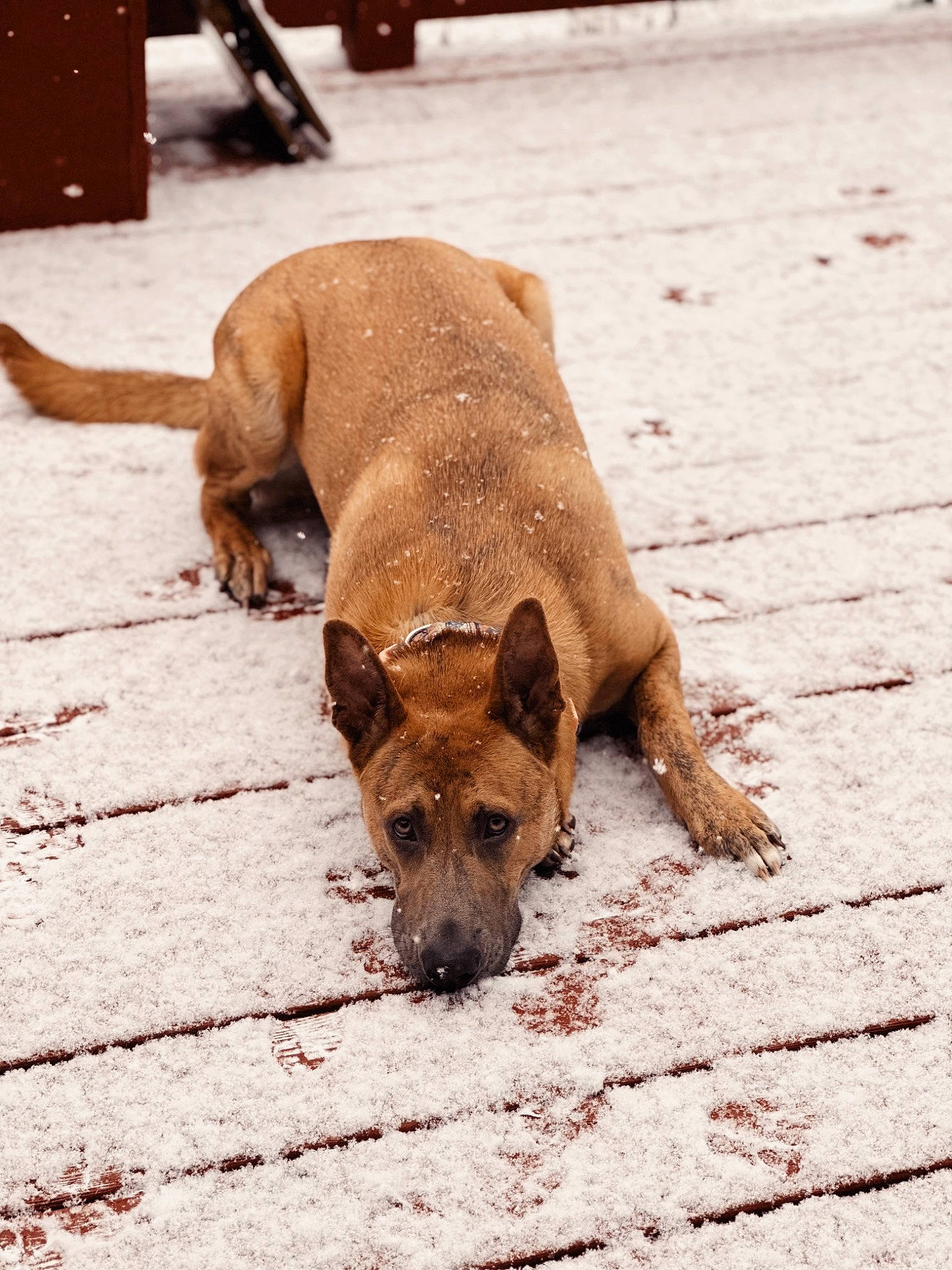 Fawn is registered to the contest to win money with this photo: canidae, carnivore, collar, companion_dog, dog, dog_breed, fawn, flooring, liver, non_sporting_group, paw, pet_supply, shadow, snout, sporting_group, street_dog, tail, terrestrial_animal, wood, working_animal