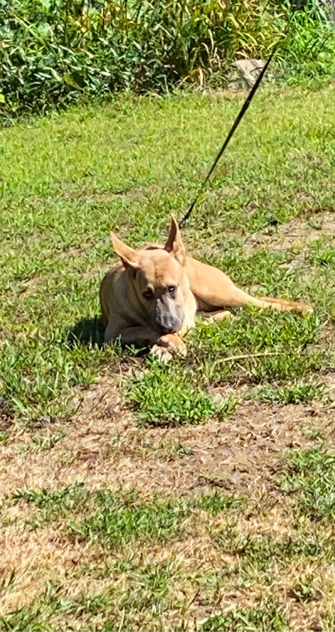 Fawn joined the competition — help win amazing prizes! dog_breed, fawn, felidae, field, grass, grass_family, grassland, lawn, livestock, pasture, plant, prairie, soil, steppe, tail, terrestrial_animal, wildlife