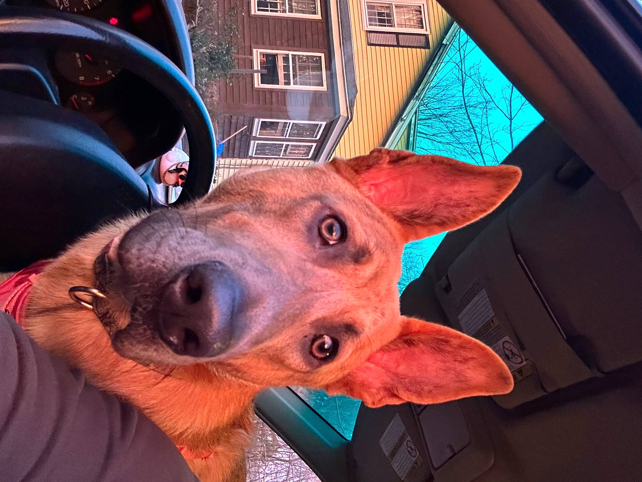 Fawn joined the competition — help win amazing prizes! automotive_lighting, carnivore, companion_dog, dog, dog_breed, ear, electric_blue, fawn, head, hood, jaw, metal, motor_vehicle, nose, snout, vehicle_door, whiskers, window, windshield, working_animal