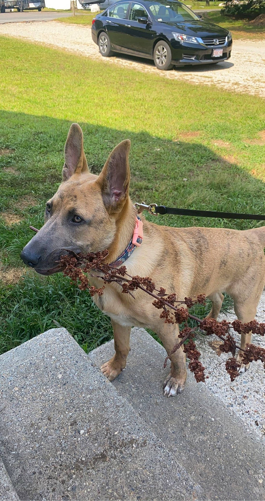 Fawn is registered to the contest to win money with this photo: canidae, carnivore, collar, companion_dog, dog, dog_breed, dog_collar, dog_supply, fawn, herding_dog, leash, pet_supply, road_surface, snout, sporting_group, tire, vehicle_registration_plate, wheel, working_animal, working_dog