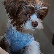 Snoop joined the competition — help win amazing prizes! dog, puppy, brown, white, fur, cute, pet, animal, indoors, sweater, clothing, closeup, curious, soft, small, face, eyes, paw, friendly, adorable