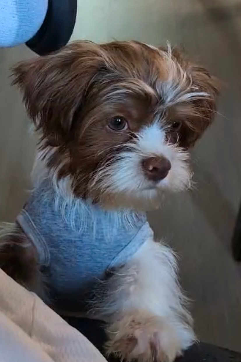 Snoop joined the competition — help win amazing prizes! dog, puppy, brown, white, fur, cute, pet, animal, indoors, sweater, clothing, closeup, curious, soft, small, face, eyes, paw, friendly, adorable